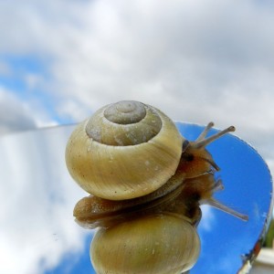 Spiegelschnecke